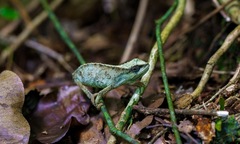 Rhampholeon platyceps