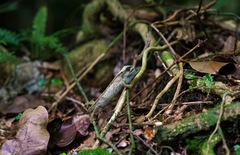 Rhampholeon platyceps