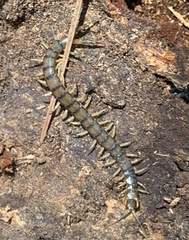 Hemiscolopendra marginata