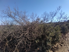Quercus berberidifolia