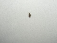 Heteroptera