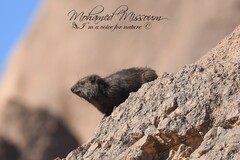 Procavia capensis