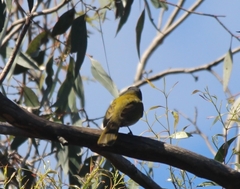 Nesoptilotis leucotis