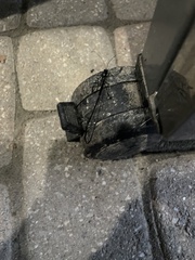 Pelecinus polyturator