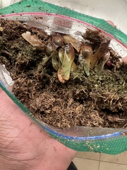 Acer pictum