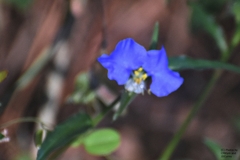 Commelina erecta