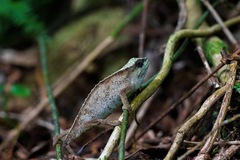 Rhampholeon platyceps