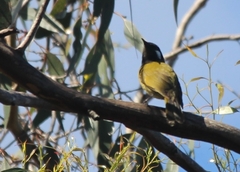Nesoptilotis leucotis