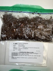 Acer pictum