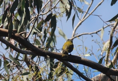 Nesoptilotis leucotis