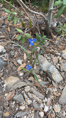 Commelina dianthifolia