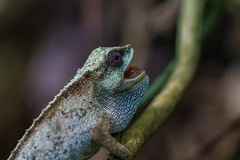 Rhampholeon platyceps