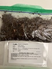 Acer pictum