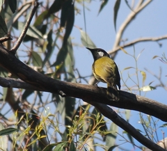 Nesoptilotis leucotis
