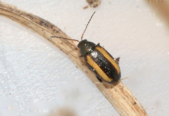 Phyllotreta vittula