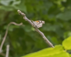 Libytheana carinenta