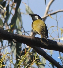 Nesoptilotis leucotis