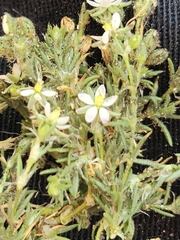 Spergularia marina