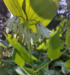Prosartes hookeri