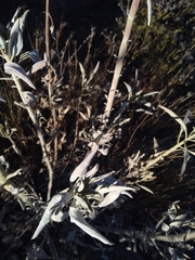 Salvia apiana
