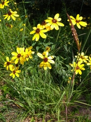 Coreopsis tripteris