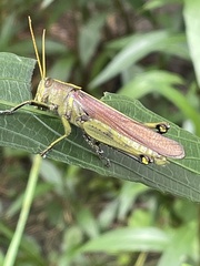 Schistocerca alutacea
