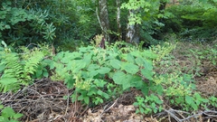 Collinsonia canadensis