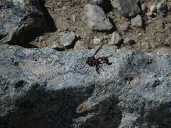 Physocephala burgessi