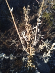 Salvia apiana