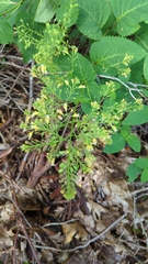Collinsonia canadensis