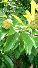 Castanea