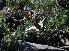 Papilio zelicaon