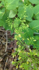 Collinsonia canadensis