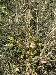 Raphanus raphanistrum