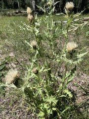 Cirsium canescens