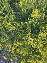 Senecio spartioides