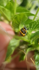 Murgantia histrionica