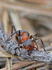 Formica rufa