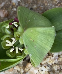 Colchicum eucomoides