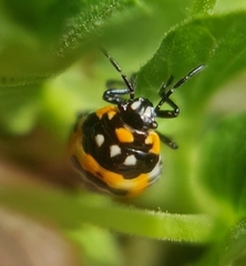 Murgantia histrionica