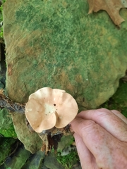 Cerioporus leptocephalus