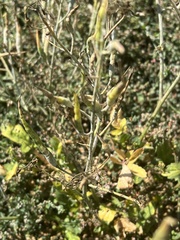 Raphanus raphanistrum