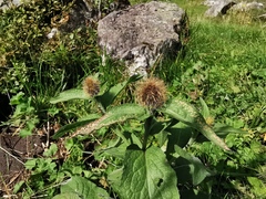 Centaurea phrygia pseudophrygia