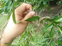 Anisota virginiensis