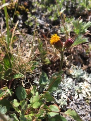 Packera pauciflora