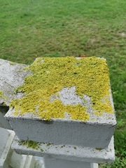 Xanthoria parietina