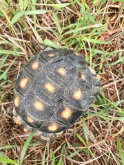 Gopherus berlandieri