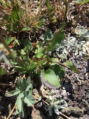 Packera pauciflora