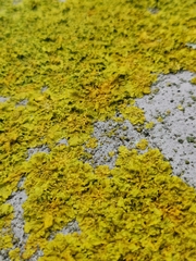 Xanthoria parietina