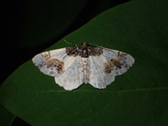 Ligdia adustata